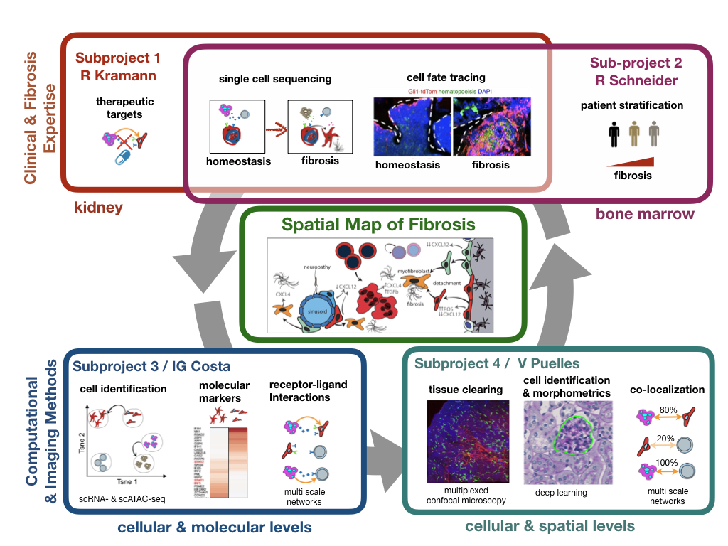 Fibromap Meeting 2022 – Spatial Map of Fibrosis